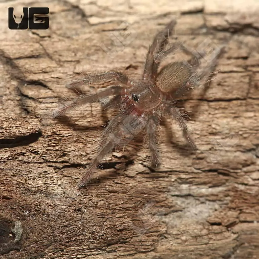 16748 cameroon red tarantula habitat