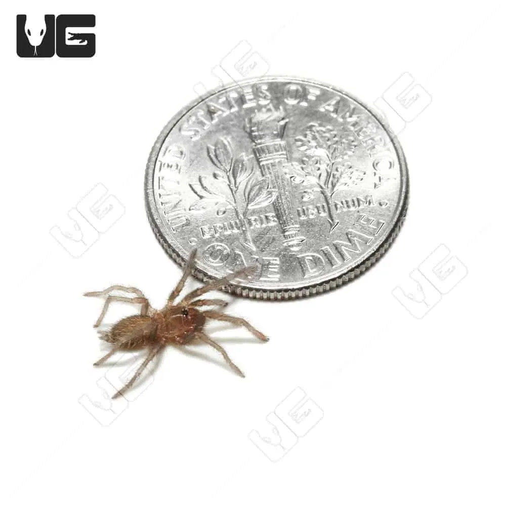16748 cameroon red tarantula handling