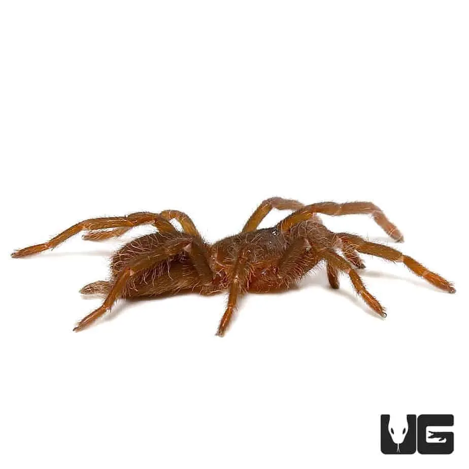 16748 cameroon red tarantula size and color