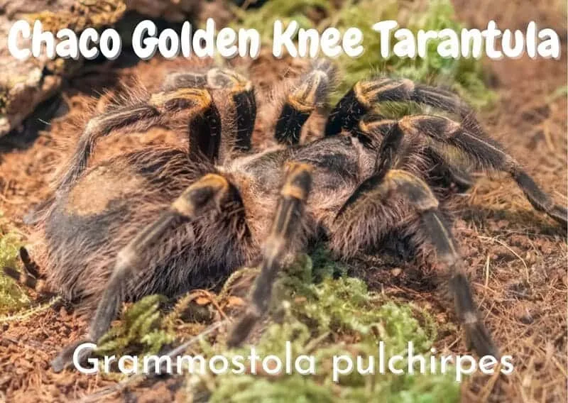 /img/16750-golden-knee-tarantula-cleaning.webp