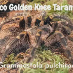 /img/16750-golden-knee-tarantula-cleaning.webp