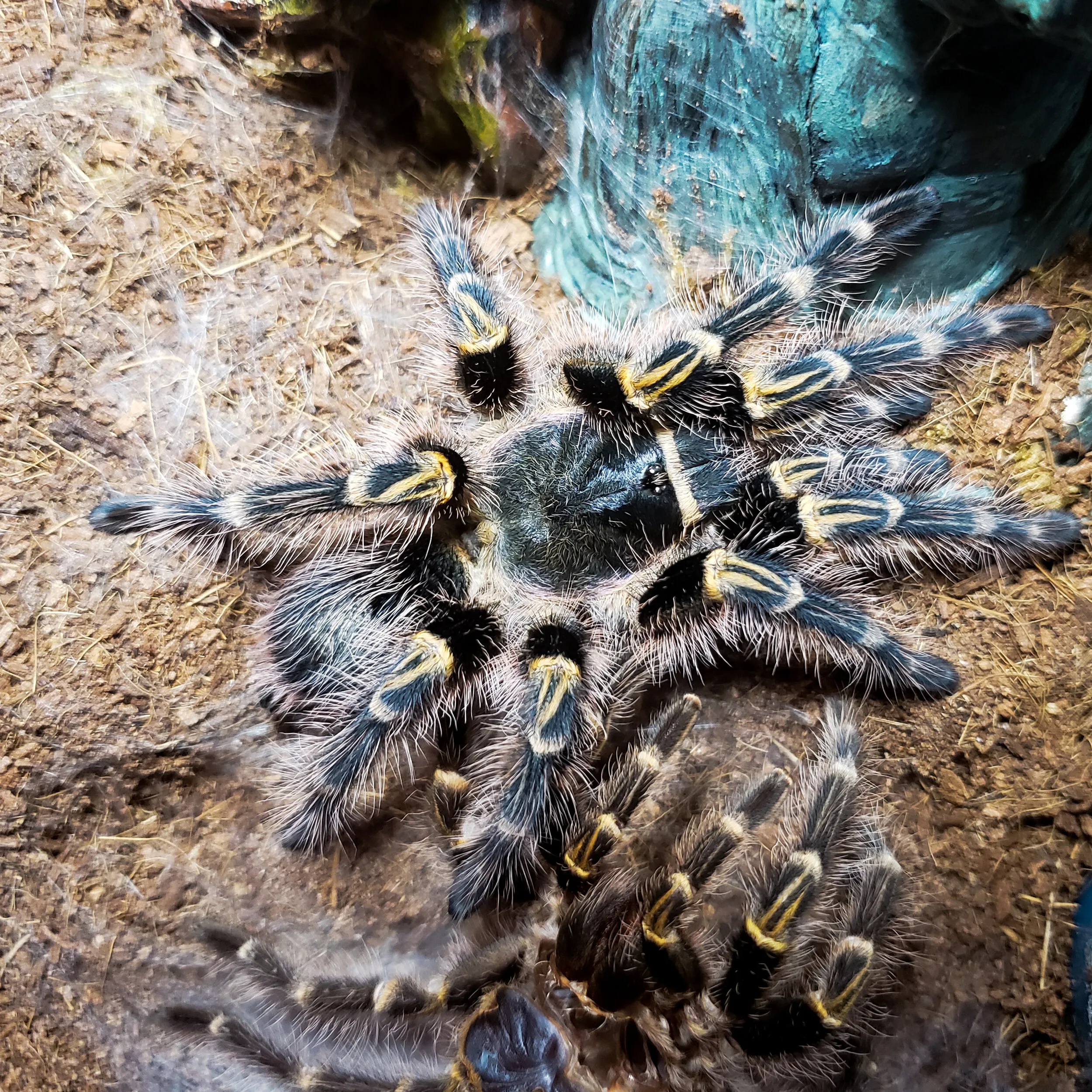 16750 golden knee tarantula enclosure