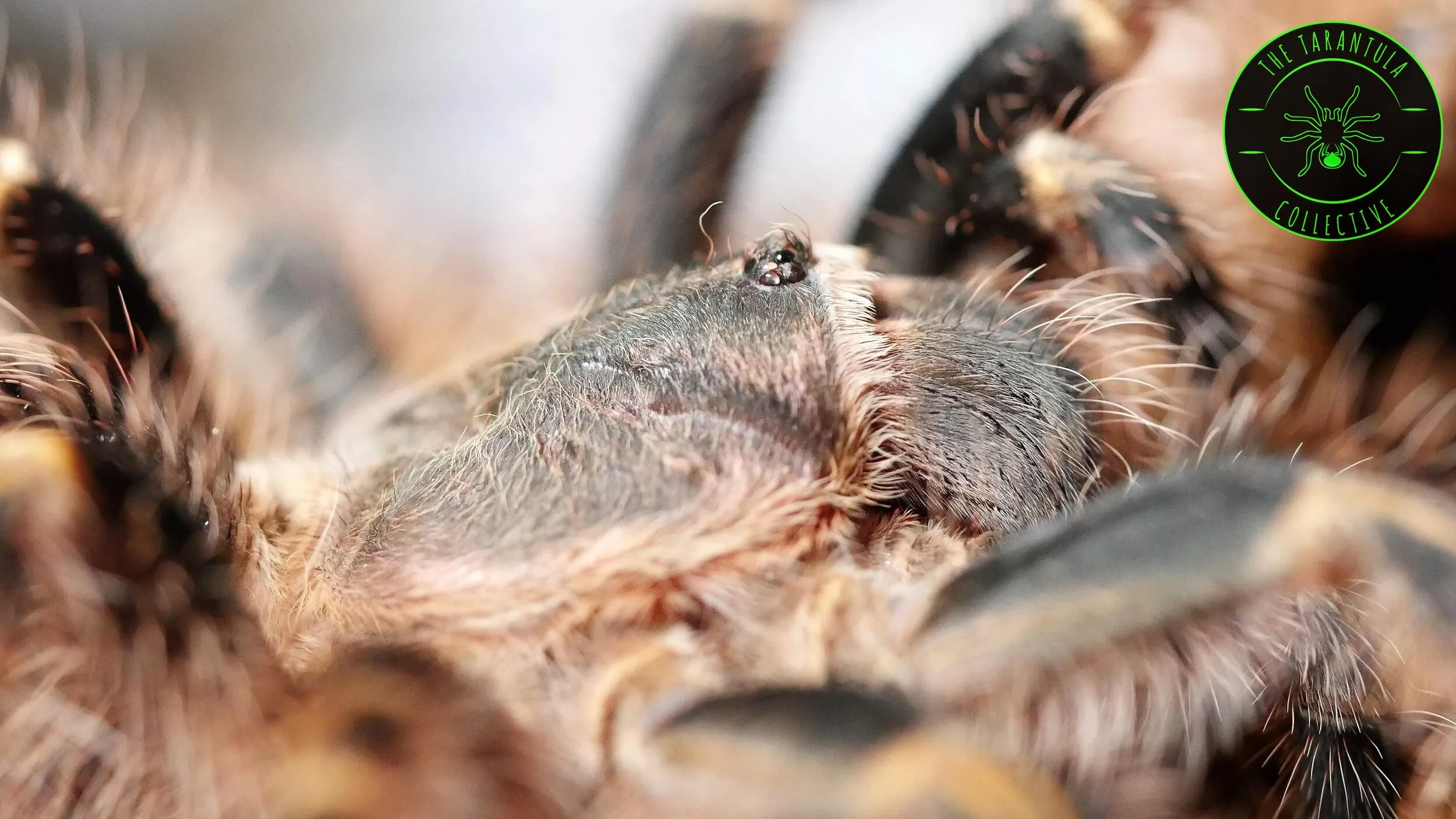 16750 golden knee tarantula feeding