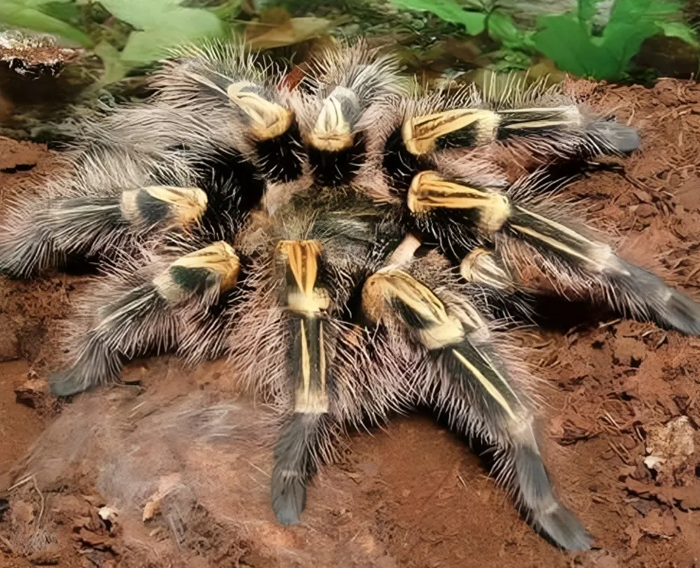 16750 golden knee tarantula handling