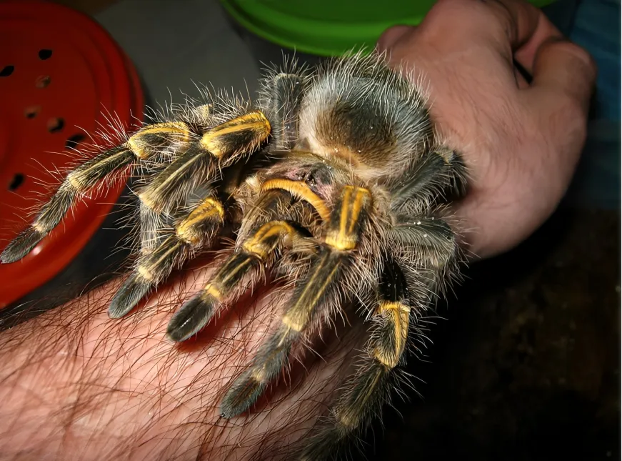 16750 golden knee tarantula spiderlings
