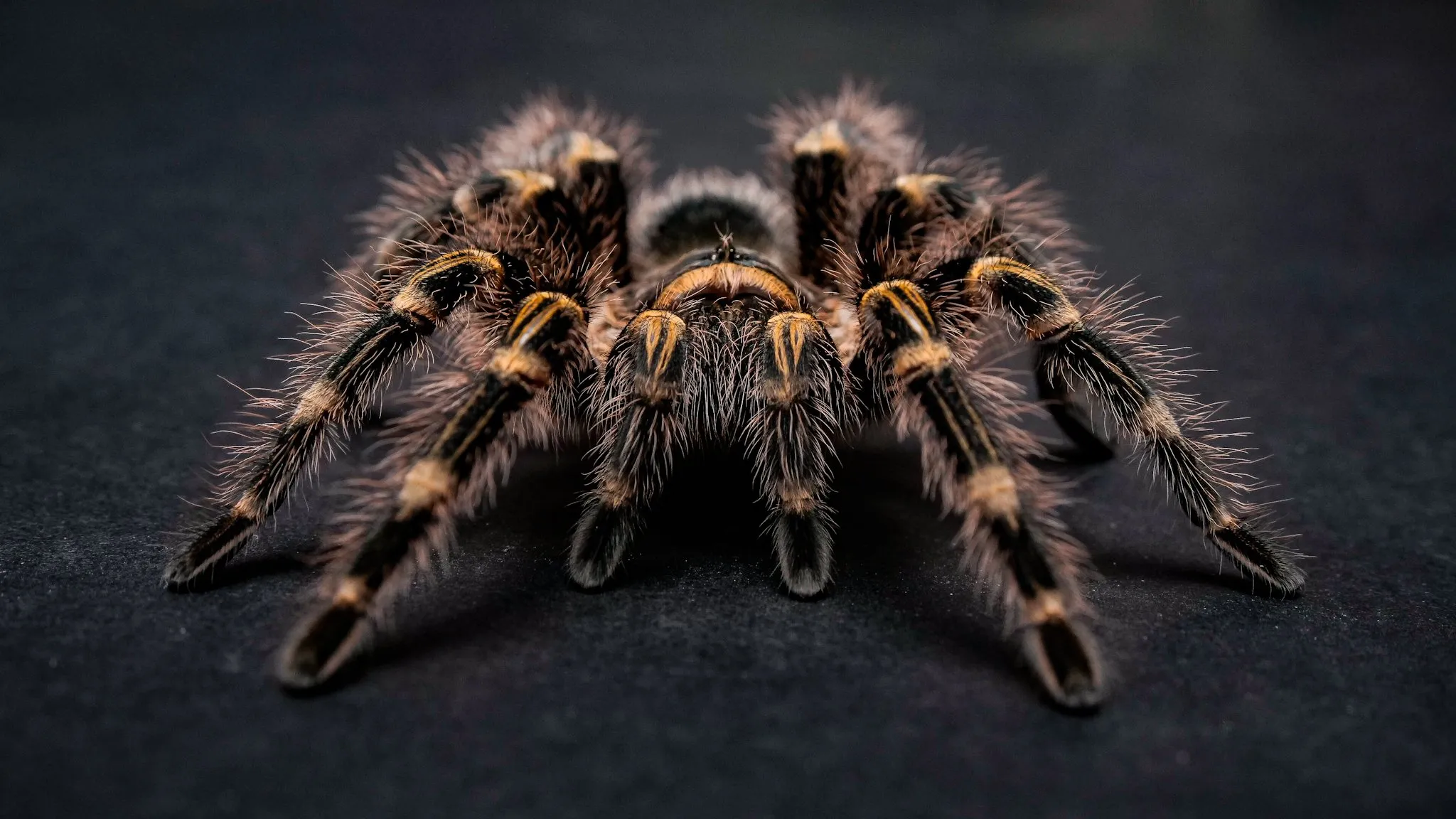16750 golden knee tarantula substrate