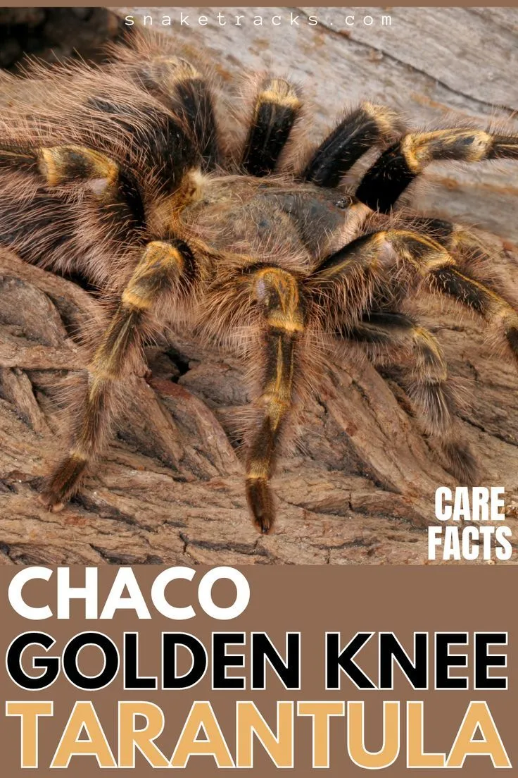 16750 golden knee tarantula watering