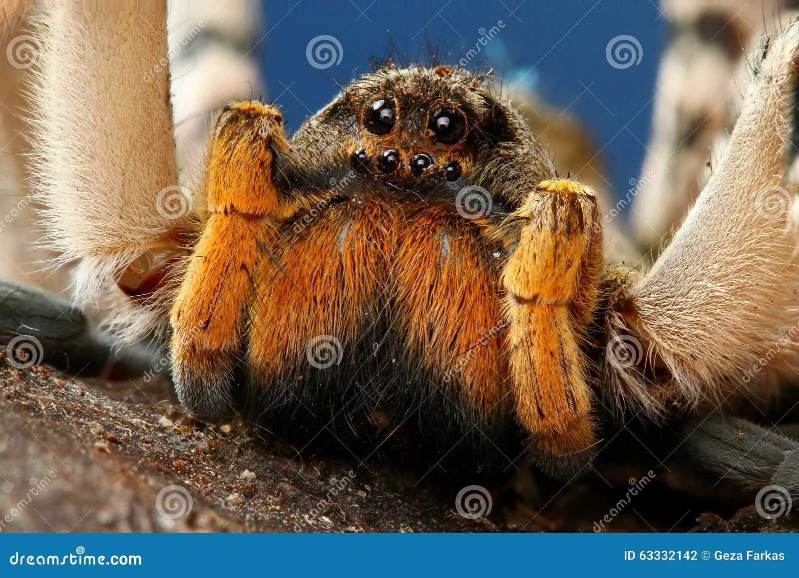 16751 brazilian wandering spider