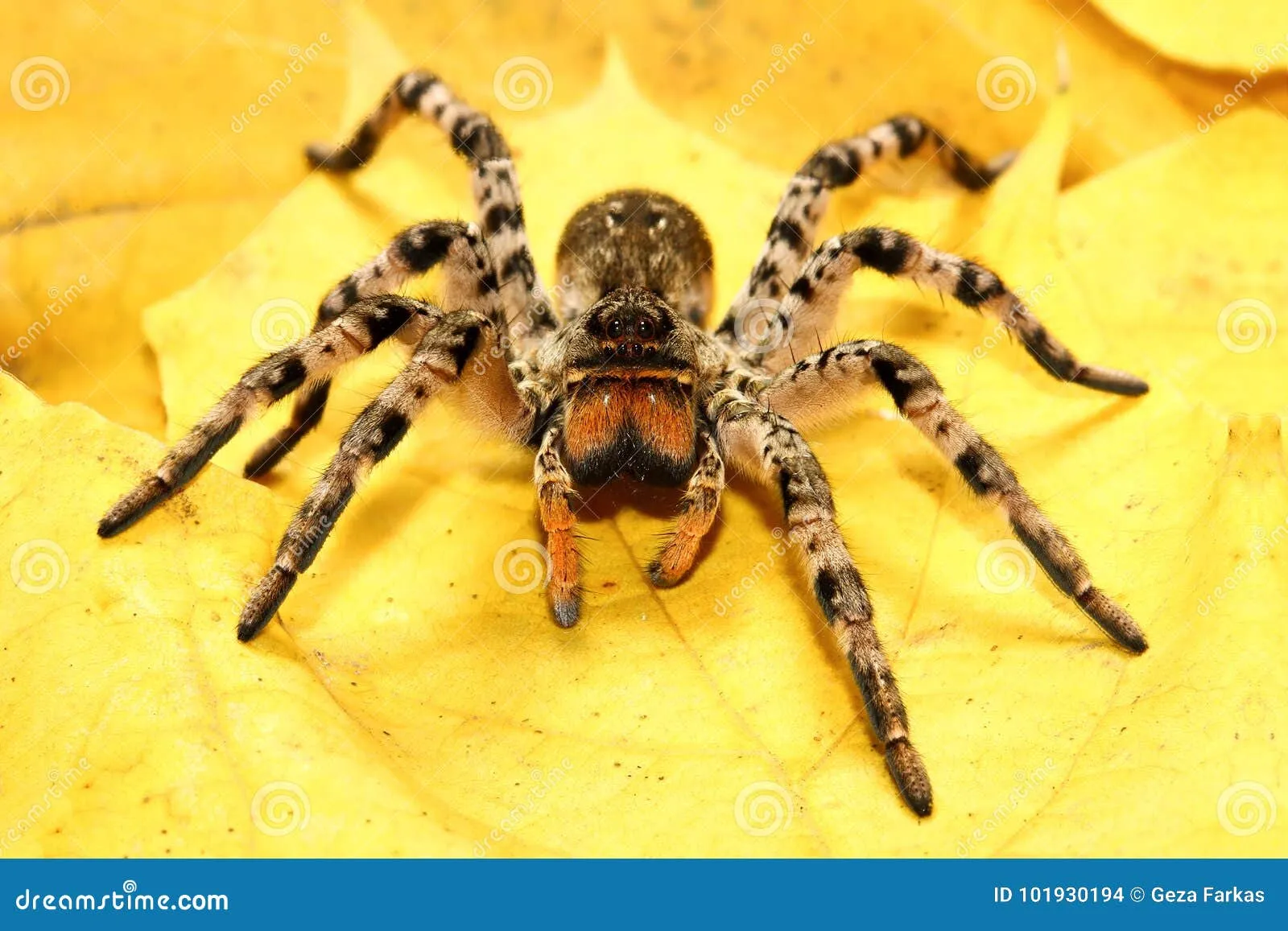 16751 indian ornamental tarantula