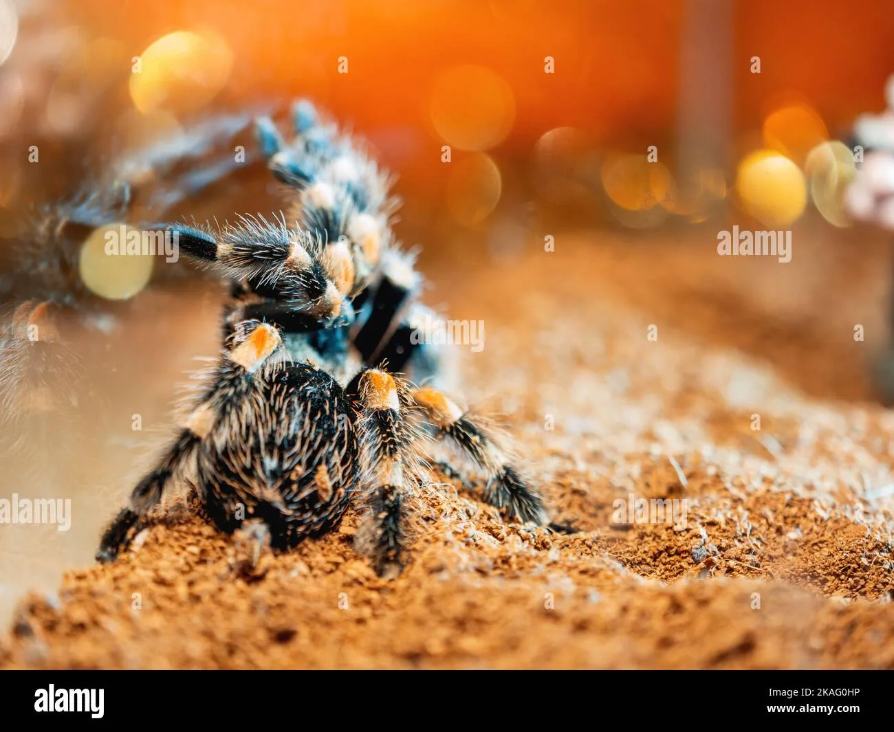 16751 king baboon spider