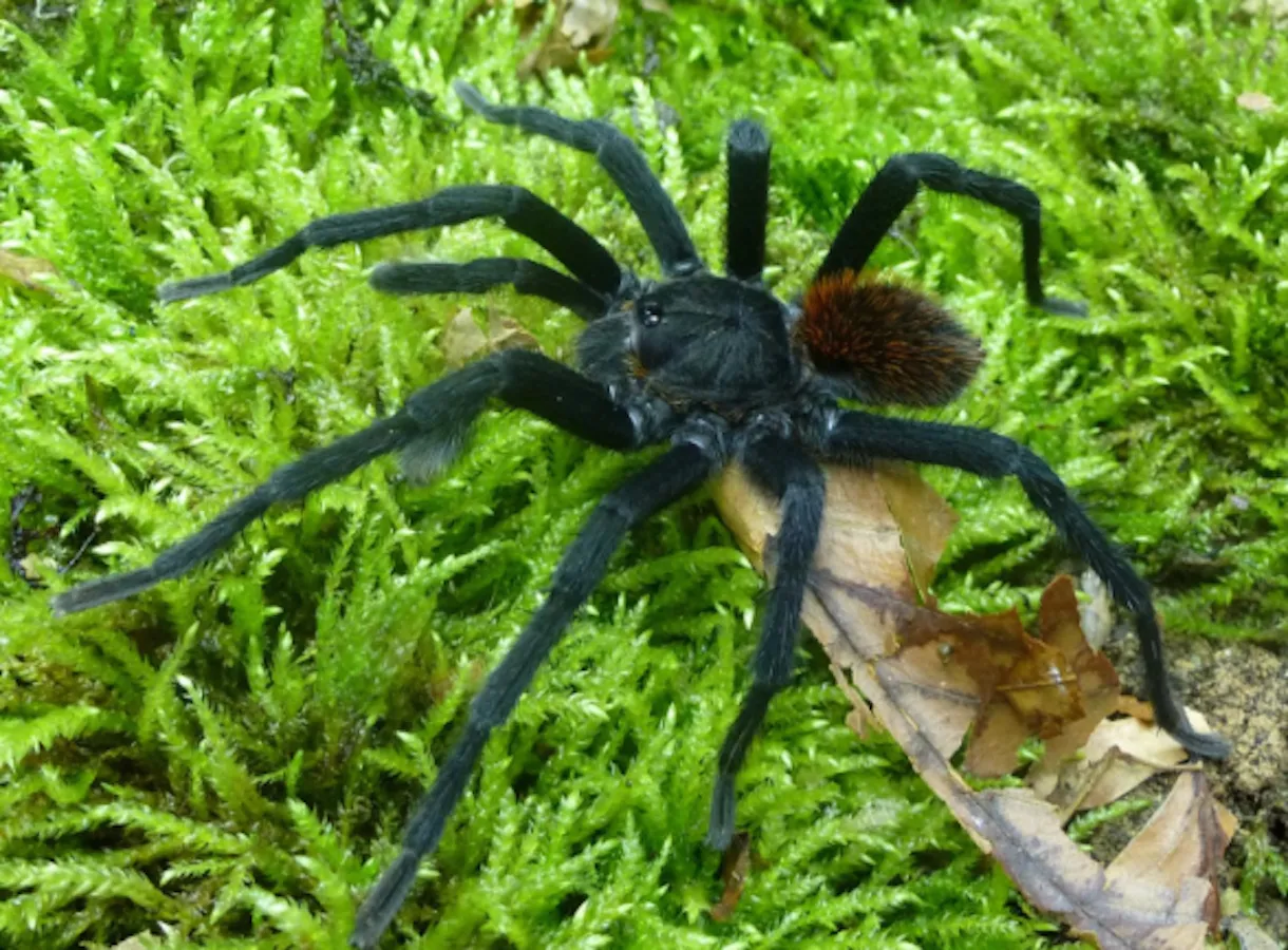 /img/16751-tarantula-habitat.webp