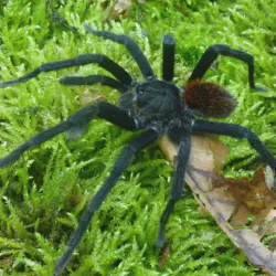 /img/16751-tarantula-habitat.webp