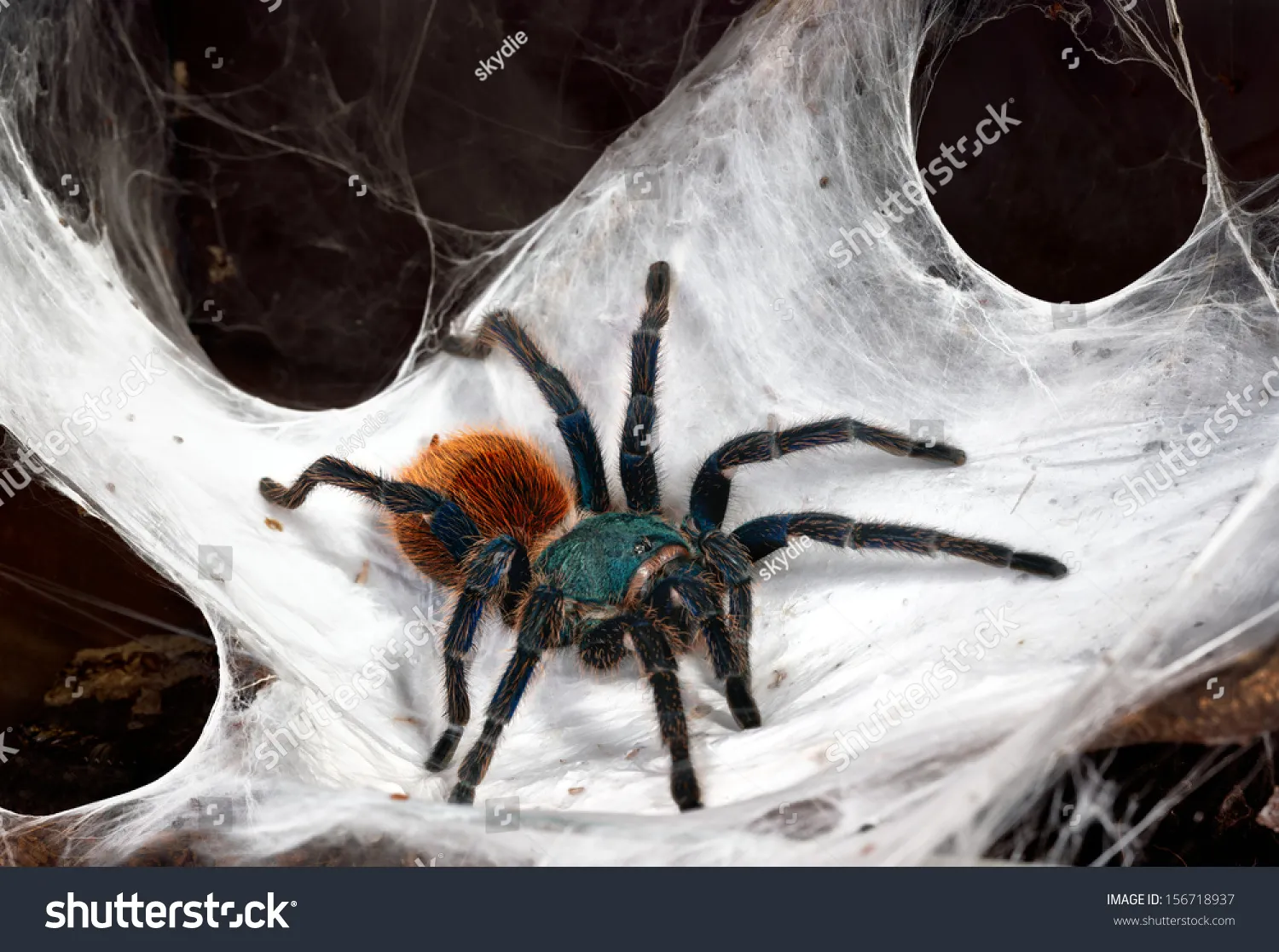 16752 tarantula prey capture