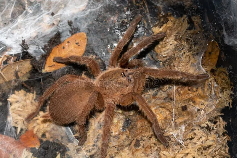 16752 tarantula web environment