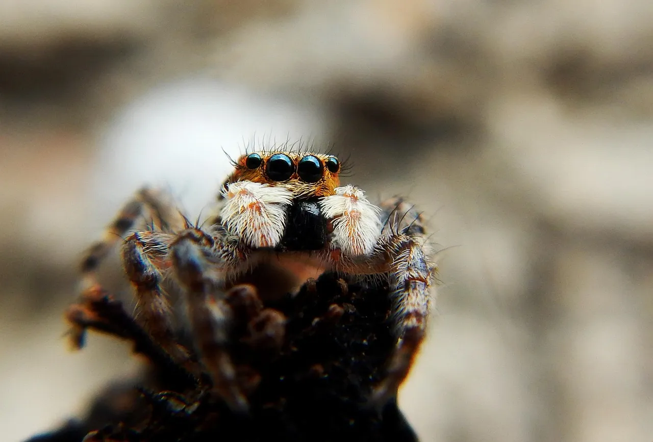 16752 tarantula web maintenance
