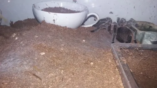 16752 tarantula web structure