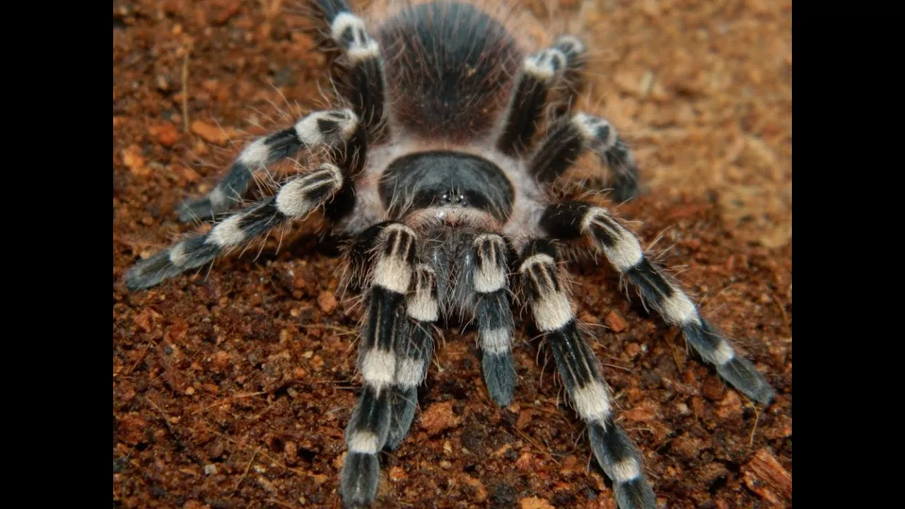 16757 brazilian white knee tarantula overview