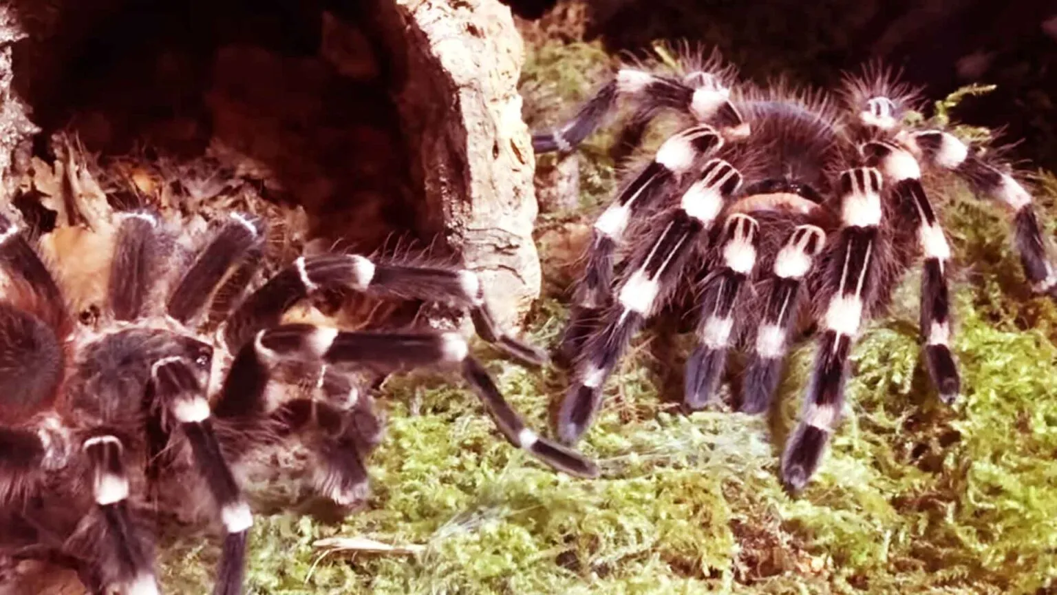16757 tarantula eating prey