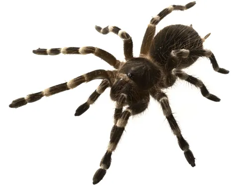 16757 tarantula enclosure setup