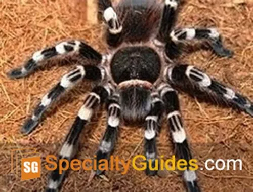 16757 tarantula handling safety