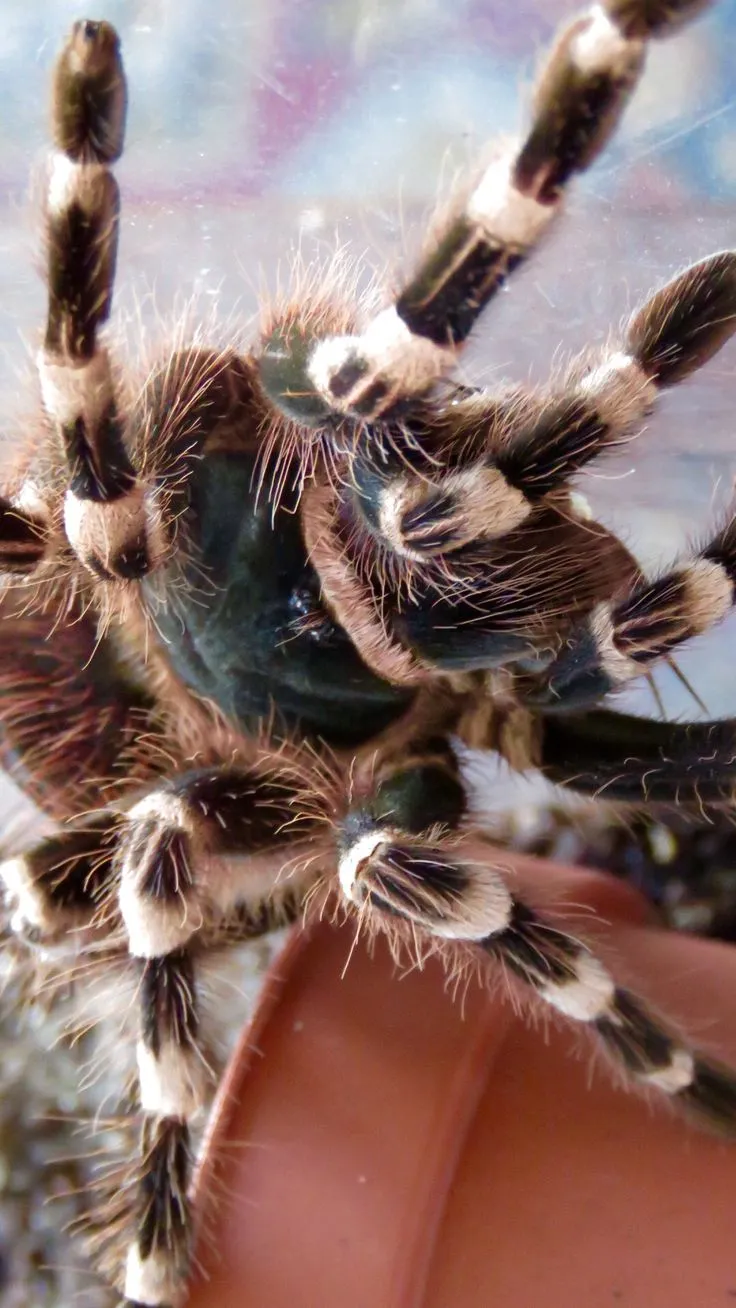 /img/16757-tarantula-health-check.webp