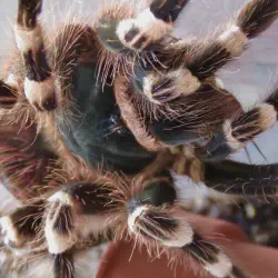 /img/16757-tarantula-health-check.webp