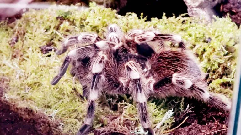 16757 tarantula size comparison