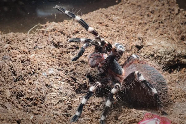 16757 white knee tarantula close up