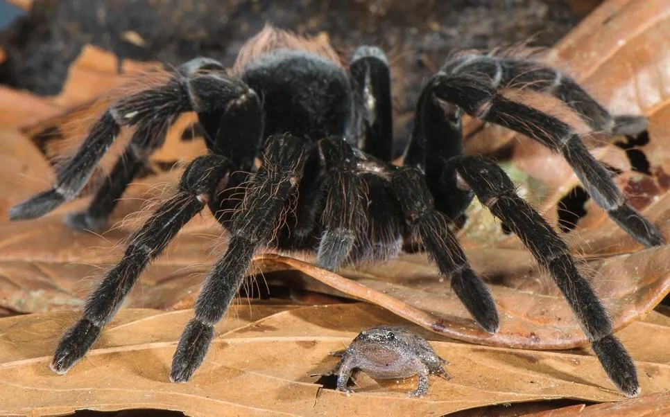 16758 tarantula and frog environment