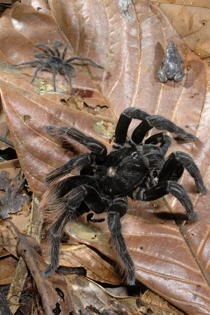16758 tarantula and frog interaction
