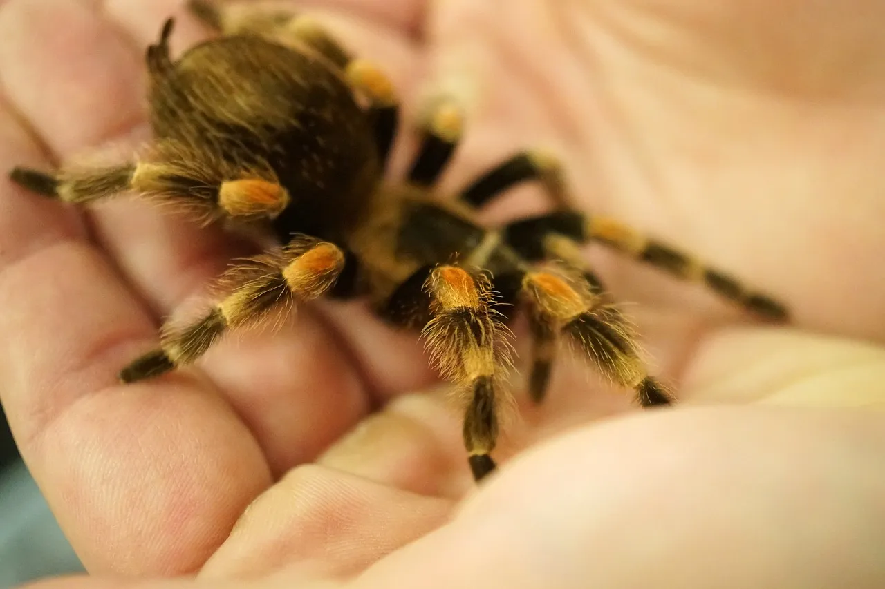 /img/16758-tarantula-frog-facts.webp