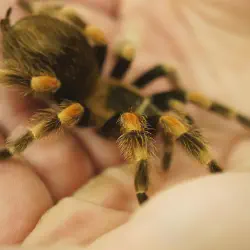 /img/16758-tarantula-frog-facts.webp