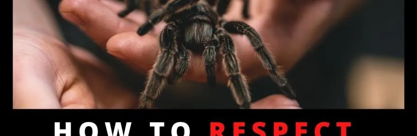 /img/16759-healthy-tarantula.webp