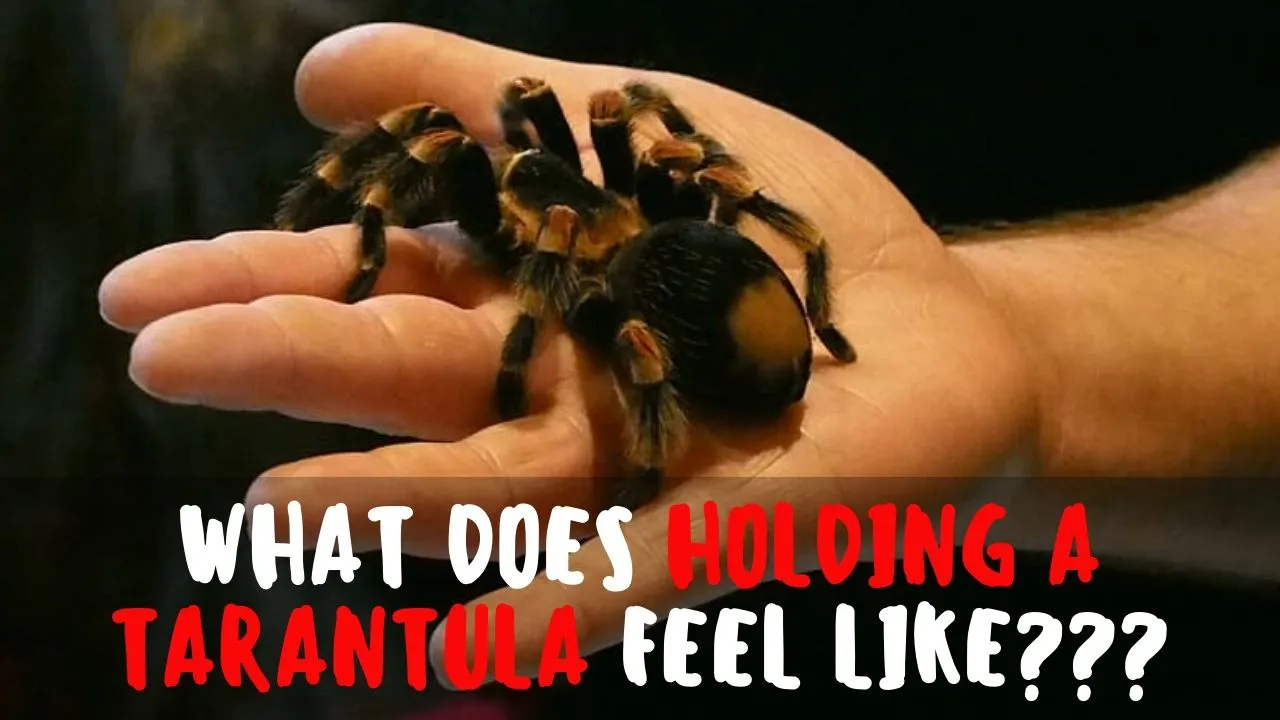 16759 tarantula habitat