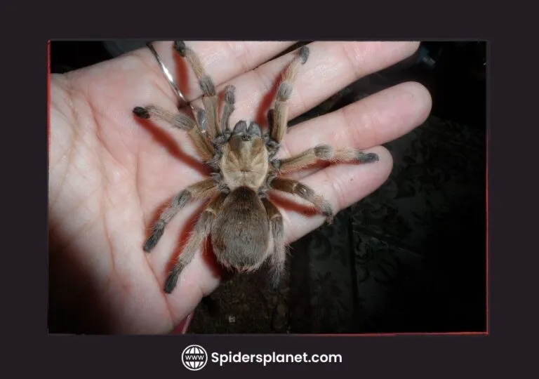 16759 tarantula handling