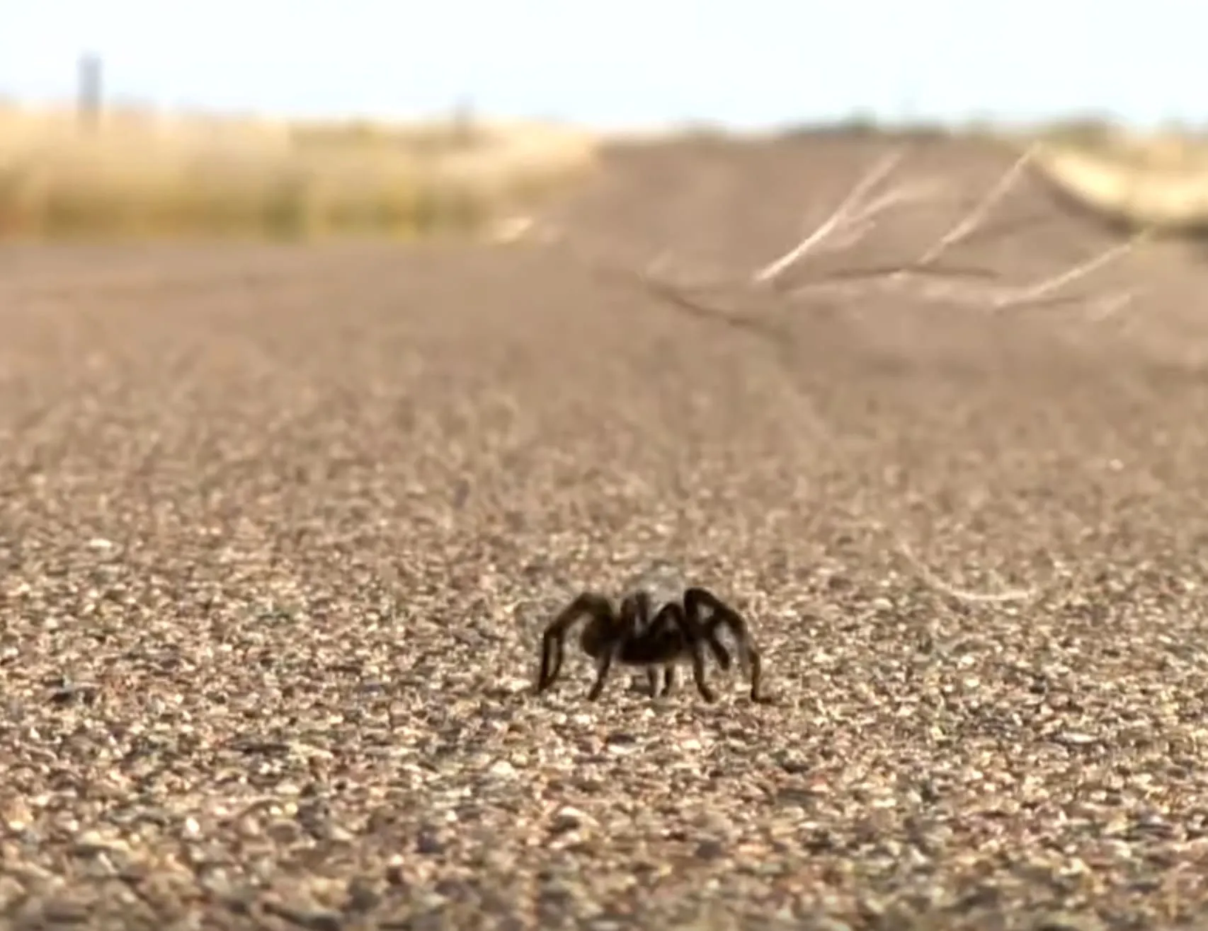 16762 spotting tarantulas colorado