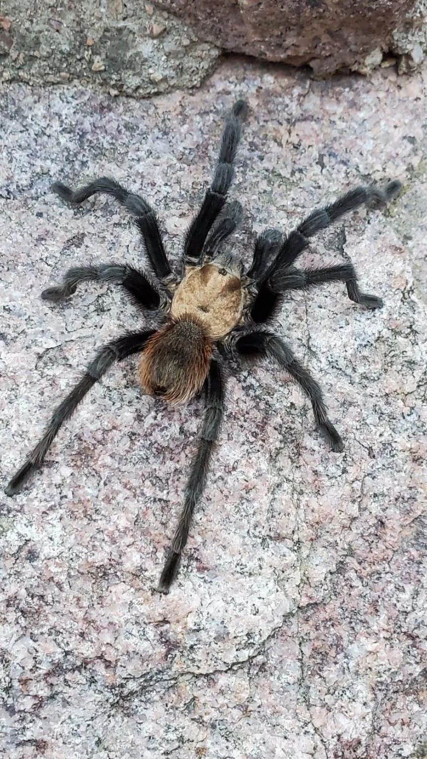 16762 tarantula migration map colorado