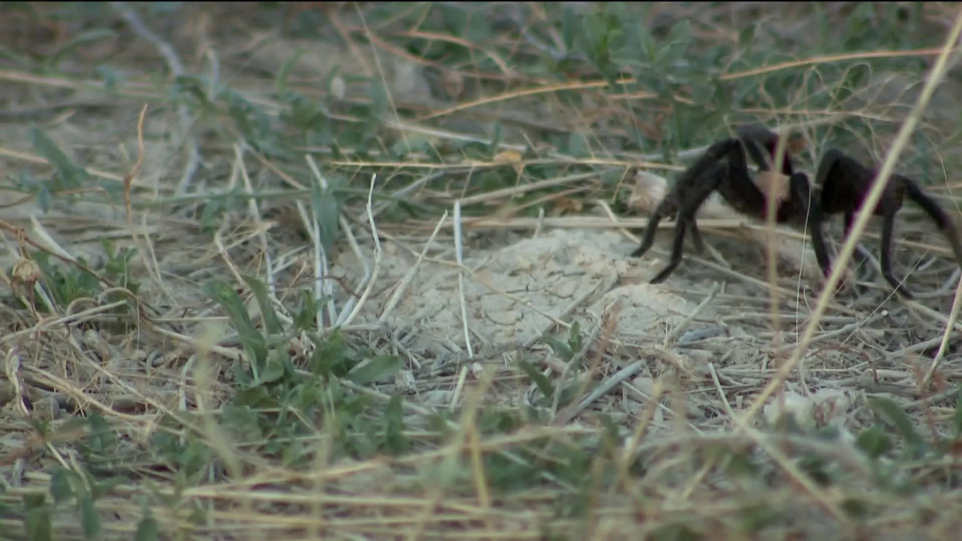 /img/16762-tarantula-migration-photo.webp