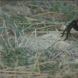 /img/16762-tarantula-migration-photo.webp