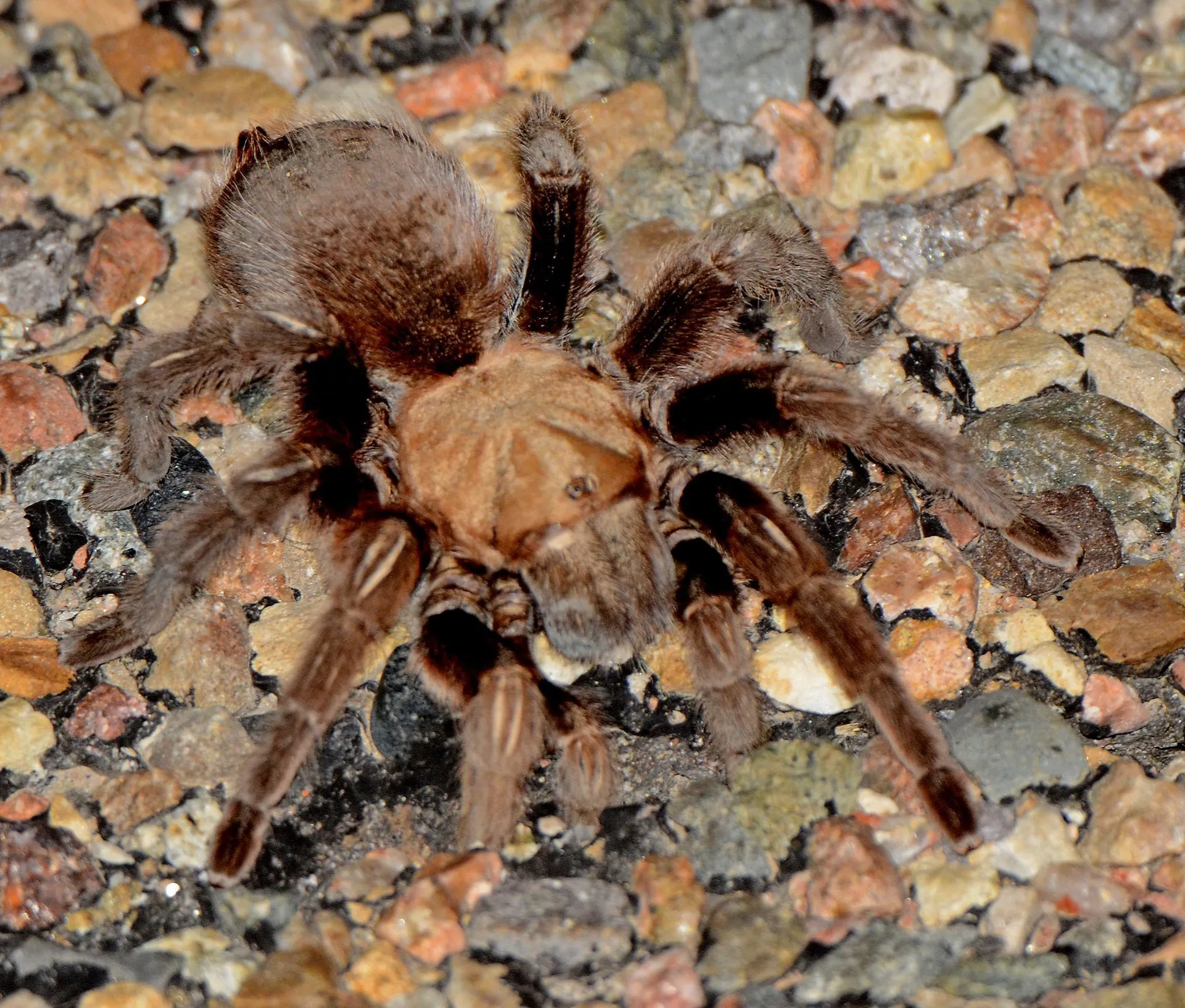 16762 tarantula peak migration season