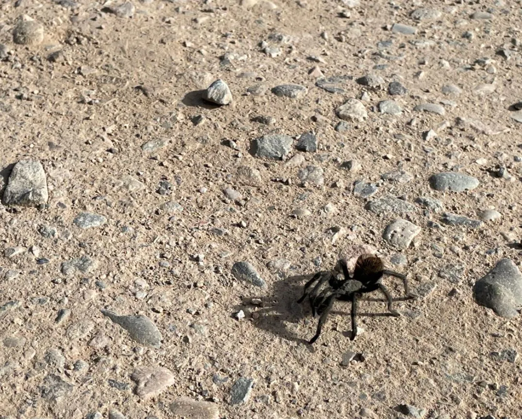 16762 tarantula safety guidelines