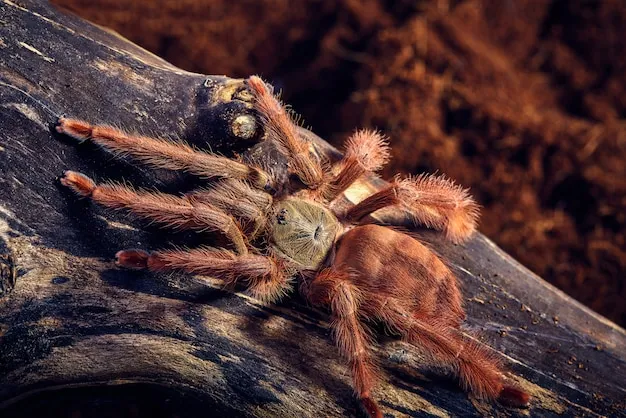 16765 t gigas tarantula climbing