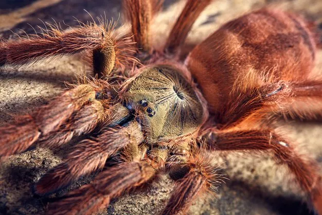 16765 t gigas tarantula feeding