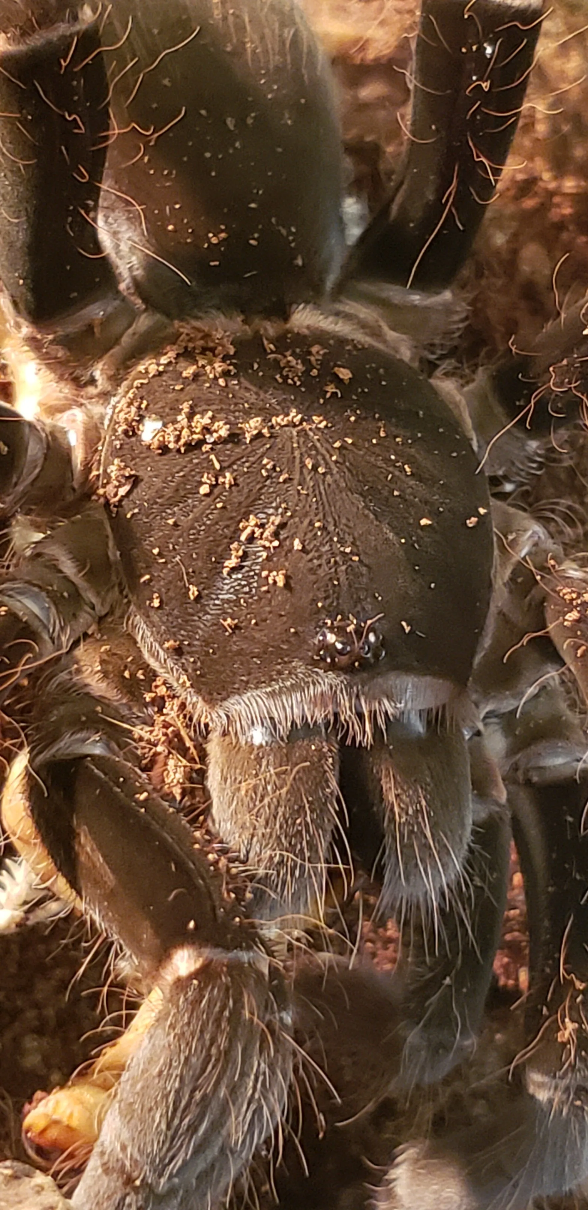 16765 t gigas tarantula habitat
