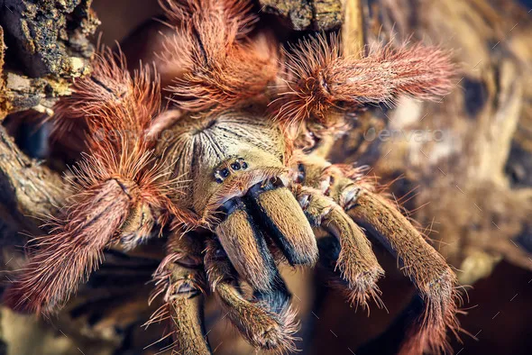 /img/16765-t-gigas-tarantula-hunting.webp