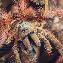 /img/16765-t-gigas-tarantula-hunting.webp