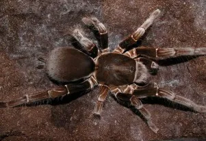 16765 t gigas tarantula molting