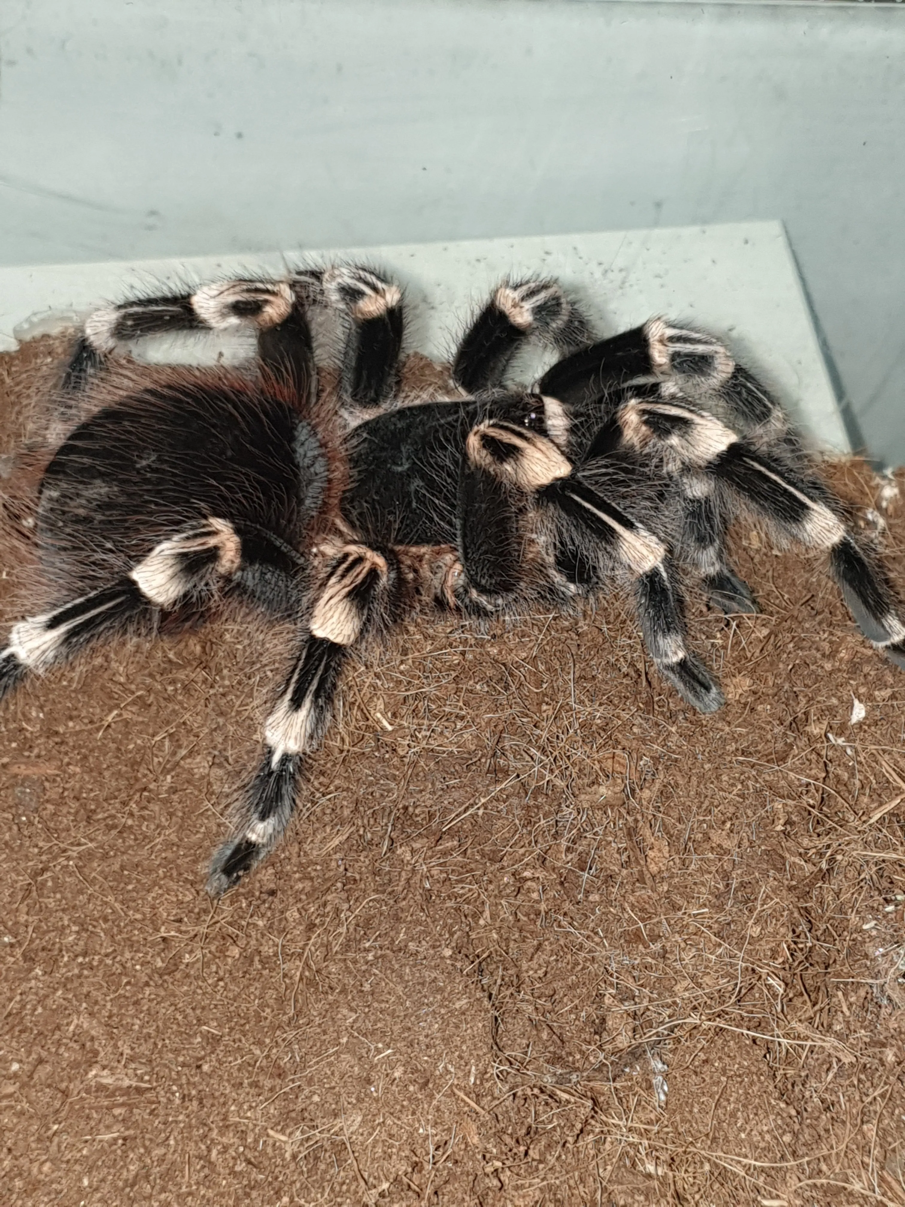 16767 genic tarantula enclosure
