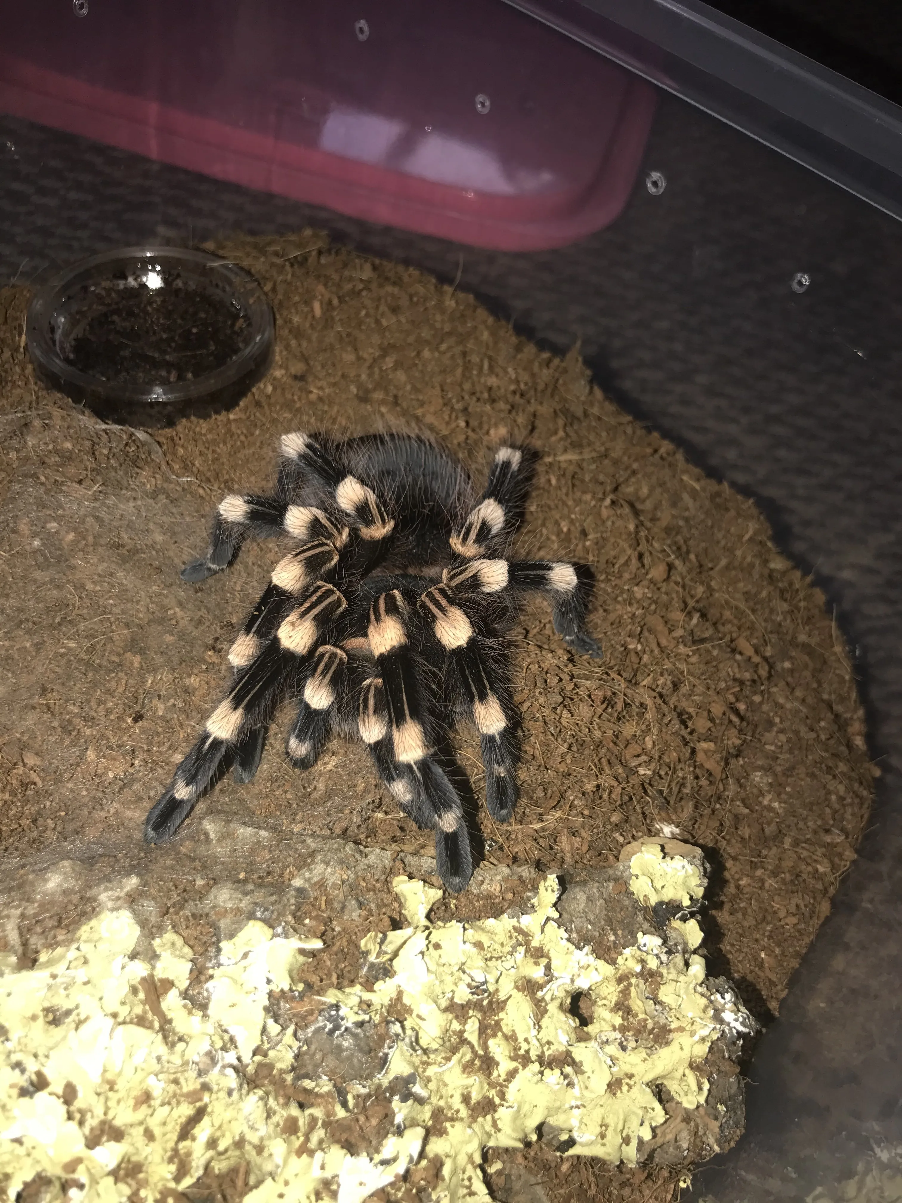 16767 genic tarantula feeding