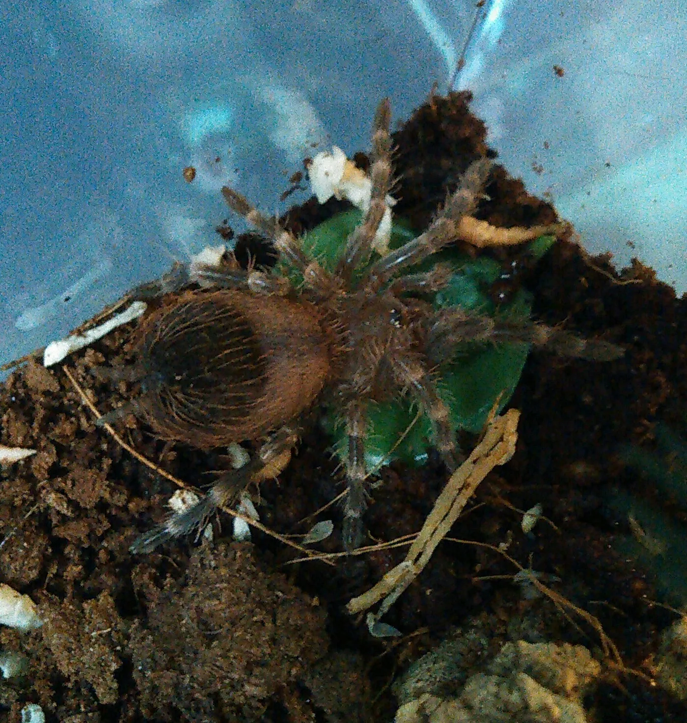 16767 genic tarantula habitat